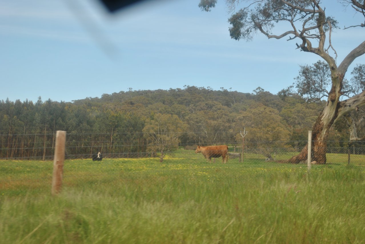 33 - Burford Hill Road - cows.JPG