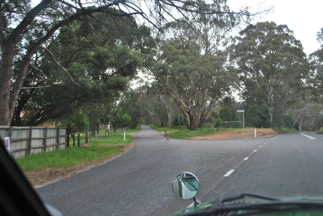 09 - Kangarilla Road - Kangaroo.JPG