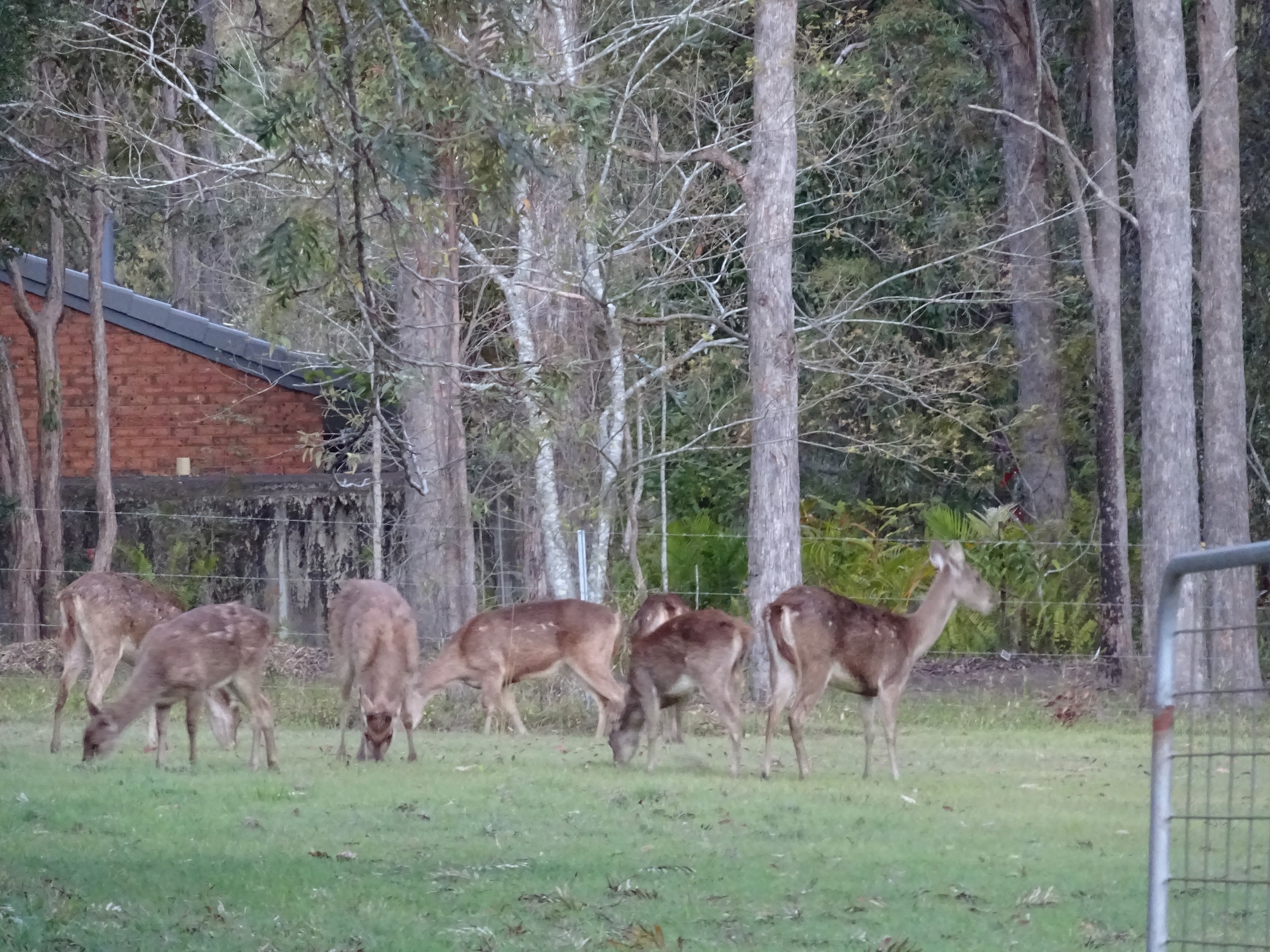 Goats and Deer (2).jpg